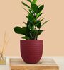 Greenkin ZZ Plant with Eco Pot | Indoor Zamia Plant with Pot