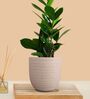 Greenkin ZZ Plant with Eco Pot | Indoor Zamia Plant with Pot