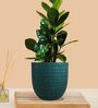 Greenkin ZZ Plant with Eco Pot | Indoor Zamia Plant with Pot