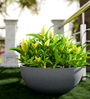 Grey Bowl Shaped Polymer Floor Planter