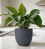 Grey Pcup Round 8 Inches Planter