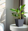 Grey Square Shaped Small Polymer Floor Planter