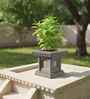 Grey TULISI Square Shaped 1 Planter