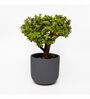 Grey Clay Eco-Friendly Desk Planter