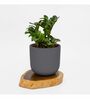 Grey Clay Eco-Friendly Desk Planter