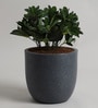 Grey Polymer 12 Inch Round Planter