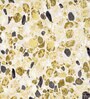 Grey Abstract Polypropylene 4 ft x 6 ft Machine Made Carpet
