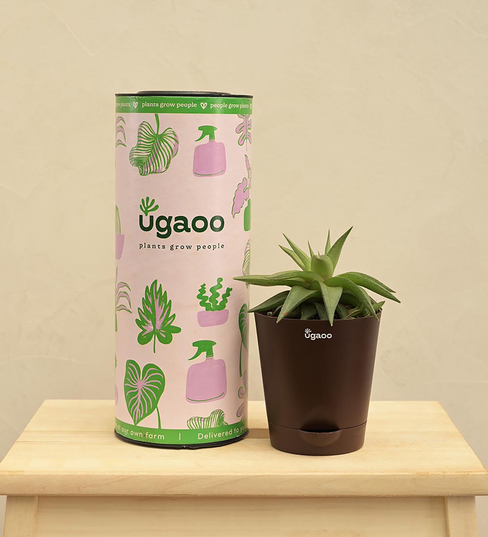 Haworthia Limifolia Var. Ubomboensis Cacti And Succulents