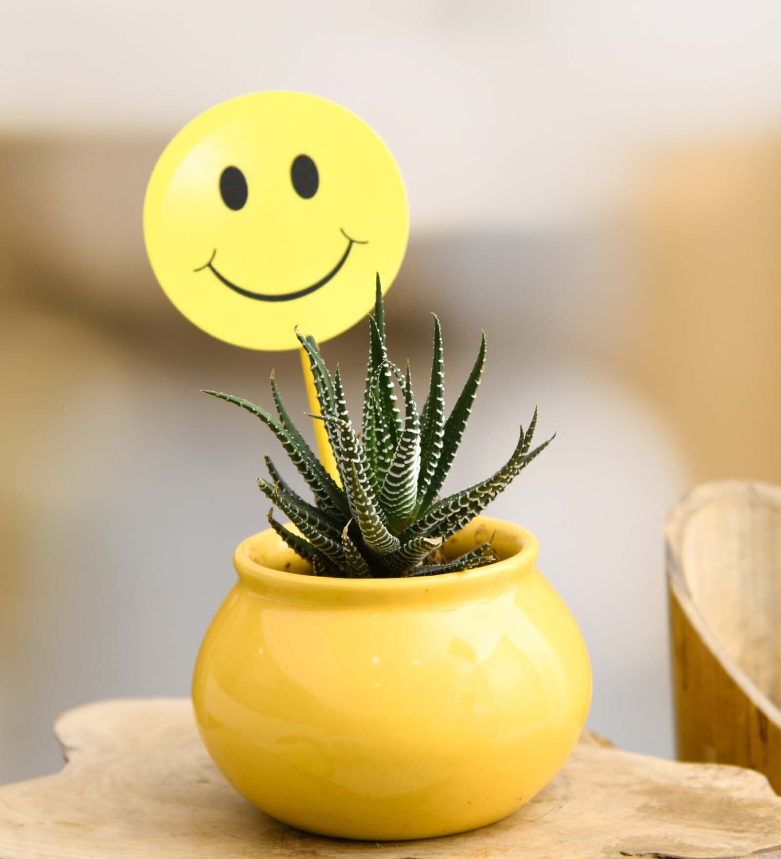 Haworthia Natural Plant Ceramic Pot