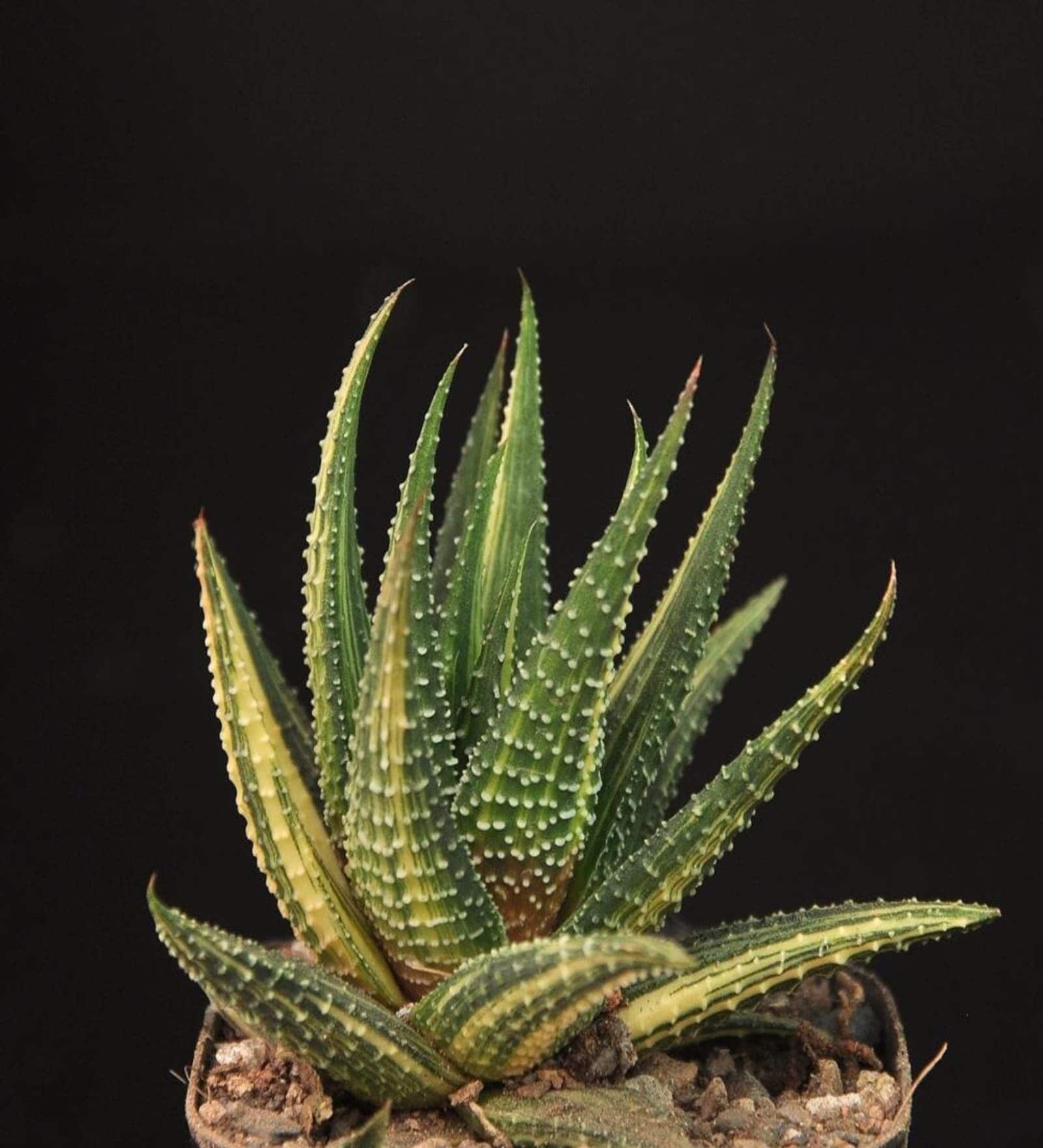 Haworthia Pumila Donut Natural Plant