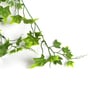 (1Pc) Green Plastic Plant Fake Star Artificial Plant