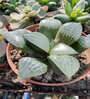 Haworthia Comptoniana Natural Plant