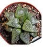 Haworthia Comptoniana Natural Plant