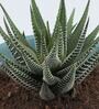 Haworthia Natural Plant In Triangular Ceramic Pot With Stand