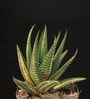 Haworthia Pumila Donut Natural Plant