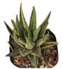 Haworthia Pumila Donut Natural Plant