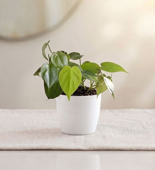 Heartleaf Oxycardium Plant In White Pot