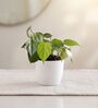 Heartleaf Oxycardium Plant In White Pot