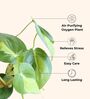 Heartleaf Oxycardium Plant In White Pot
