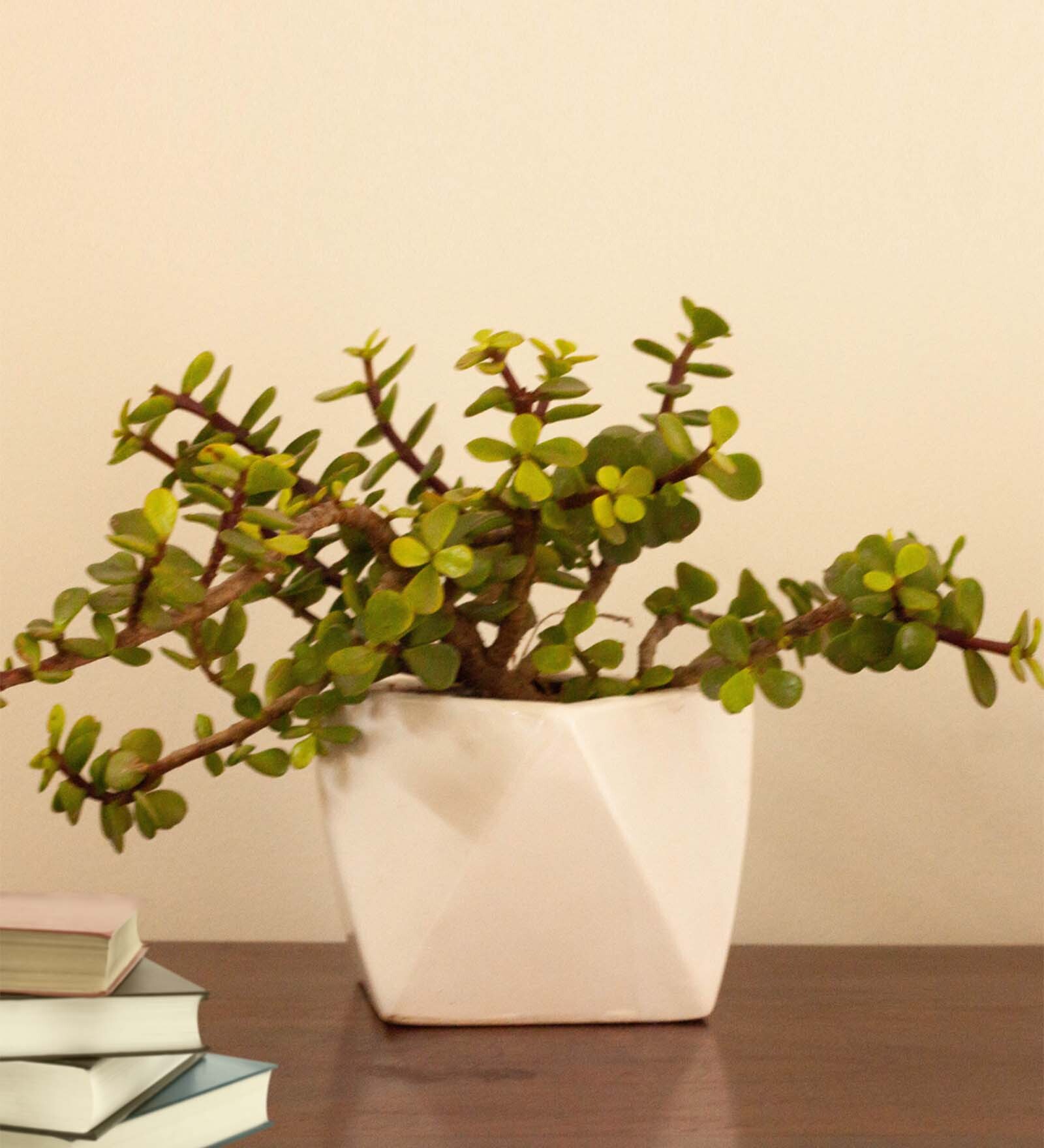 Holy Hexa Natural Plant in White Ceramic Pot