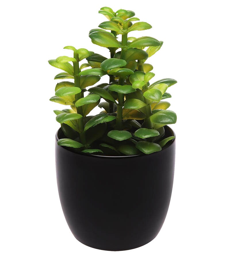 Buy Homestop Potted Artificial Jade Plant in Ceramic Pot Online Seeds