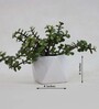 Holy Hexa Natural Plant in White Ceramic Pot