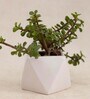 Holy Hexa Natural Plant in White Ceramic Pot