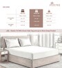 Honey Gold Solid 400 TC Cotton Queen Sized Fitted sheet with 2 Pillow Covers
