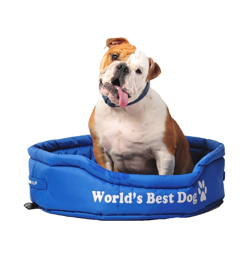 best dog bed in the world