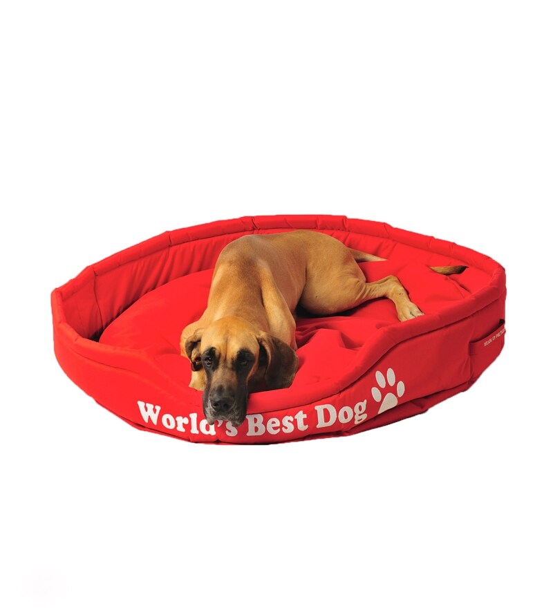 best dog bed in the world