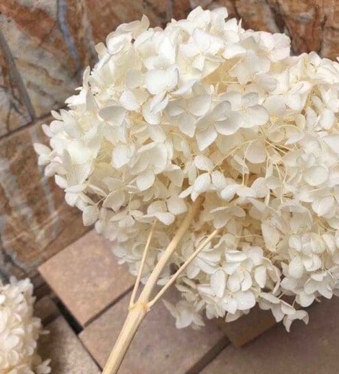 Hydrangeas White Natural Dried Flowers