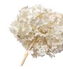 Hydrangeas White Natural Dried Flowers