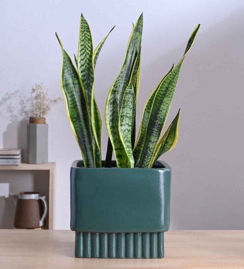 Immortal Nights Large Dark Green Square Ceramic Planter