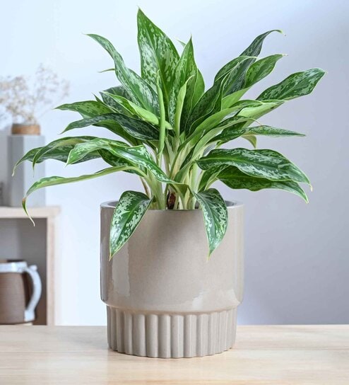 Immortal Nights Medium Carton Circle Ceramic Planter