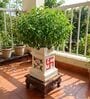 Ivory Ceramic Tulsi Floor Planter