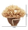 Ivory Sola Natural Dried Flowers On Coconut Shell Decorated With Coir