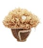 Ivory Sola Natural Dried Flowers On Coconut Shell Decorated With Coir