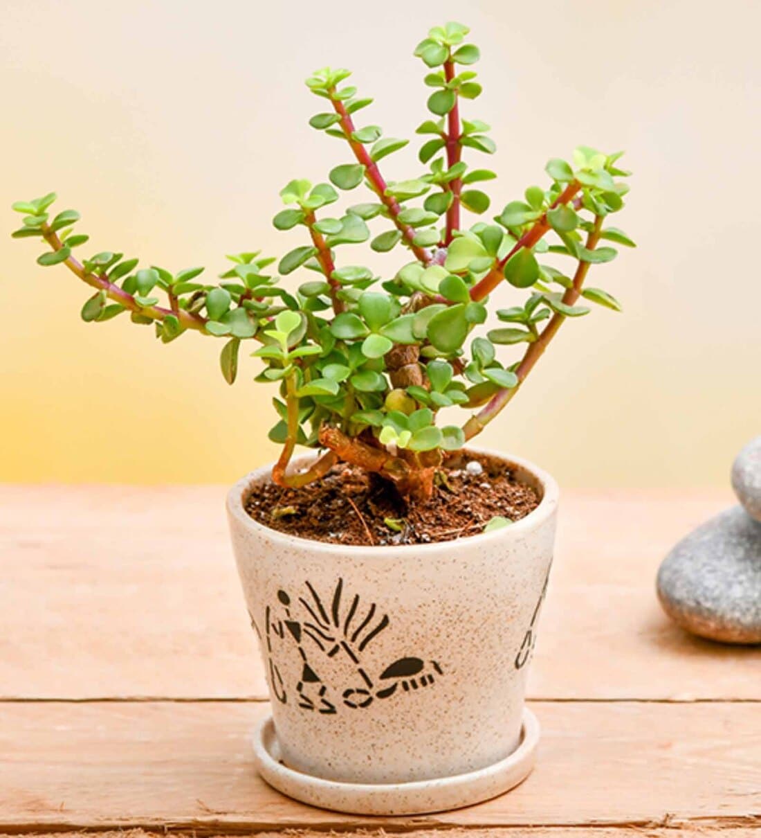 Buy Jade Natural Plant at 31% OFF by Nurserylive | Pepperfry