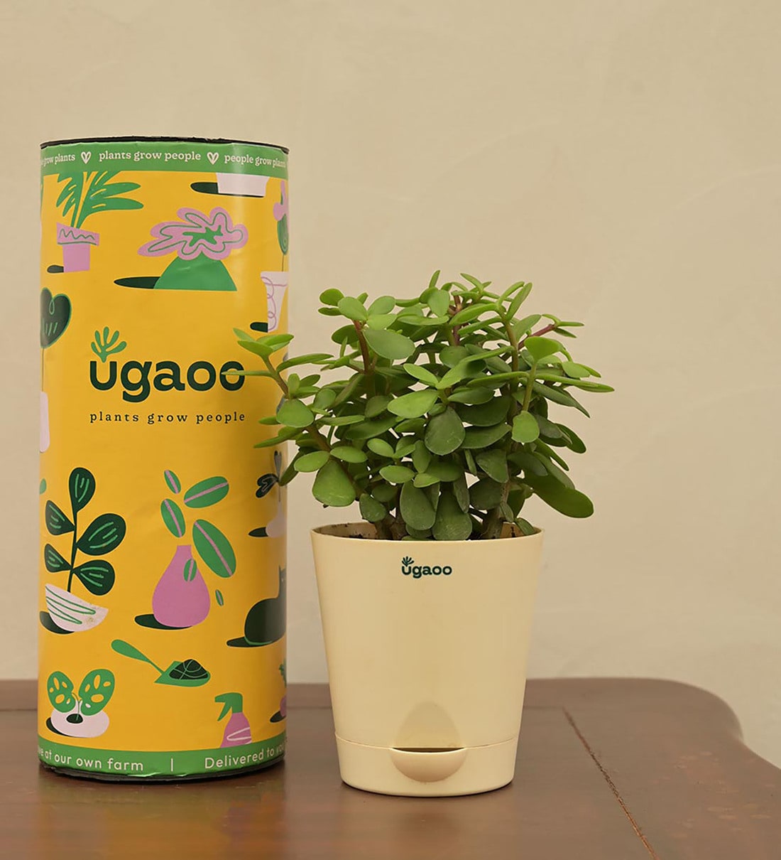 Jade Mini Natural Plant In White Self Watering Plastic Pot, By Ugaoo