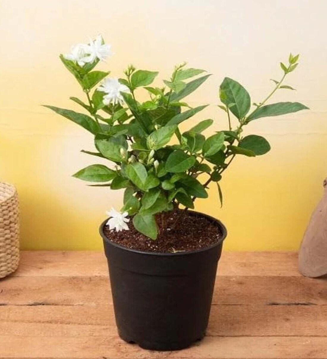Buy Jasminum Sambac, Mogra, Arabian Jasmine Natural Plant at 28 OFF by