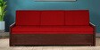 Jair Sofa cum Bed in Brown Colur