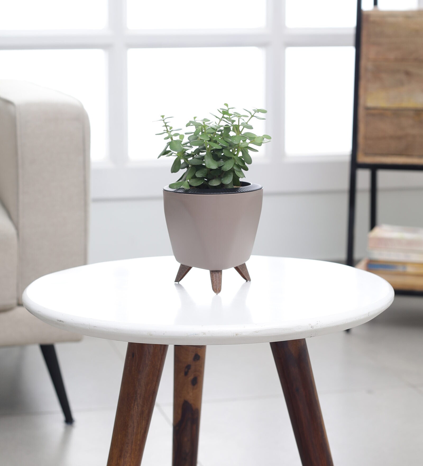 Jade Mini Plant With Lagos Mocca Plastic Pot