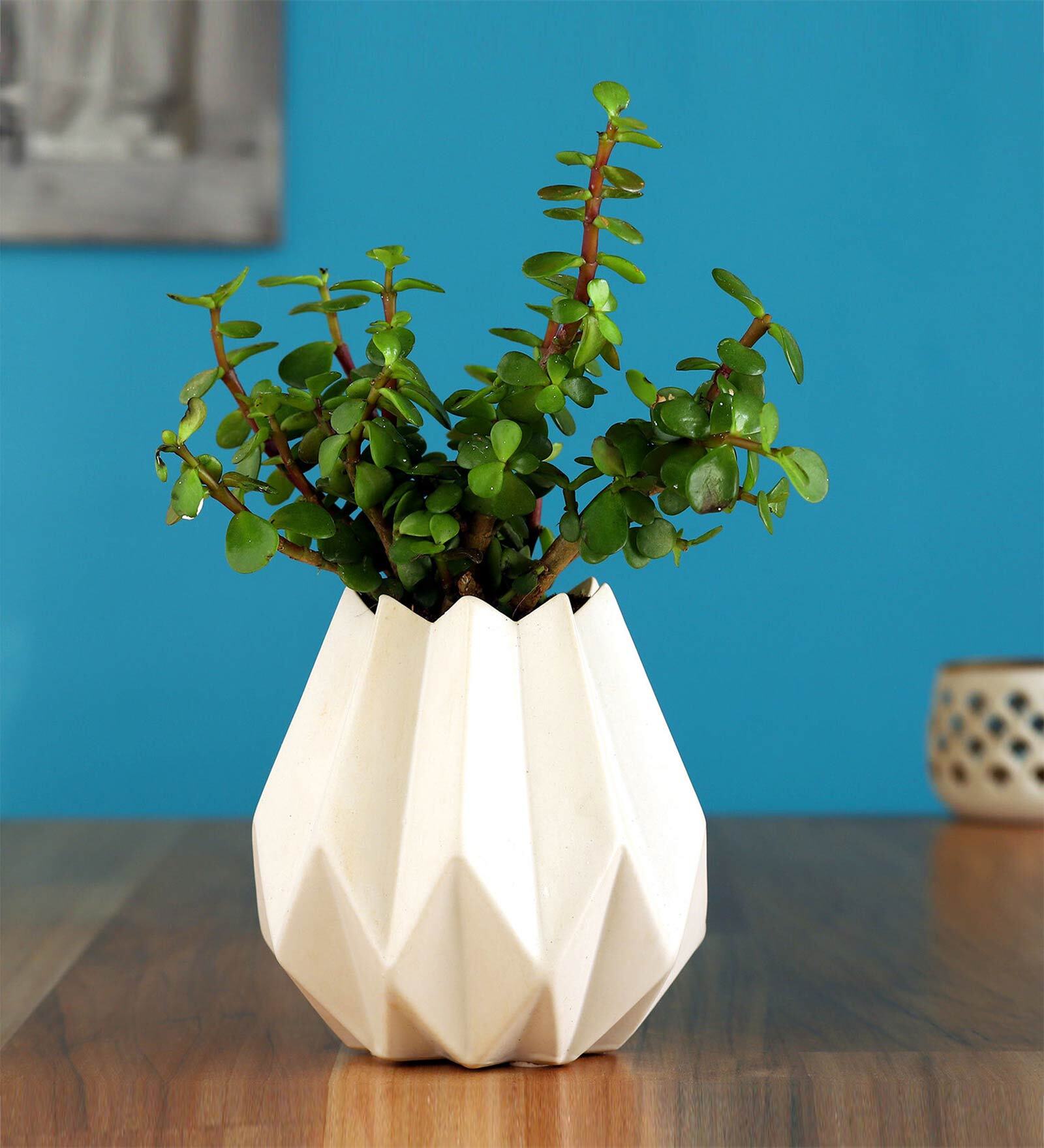 Jade Natural Fresh With Pot Natural Plant