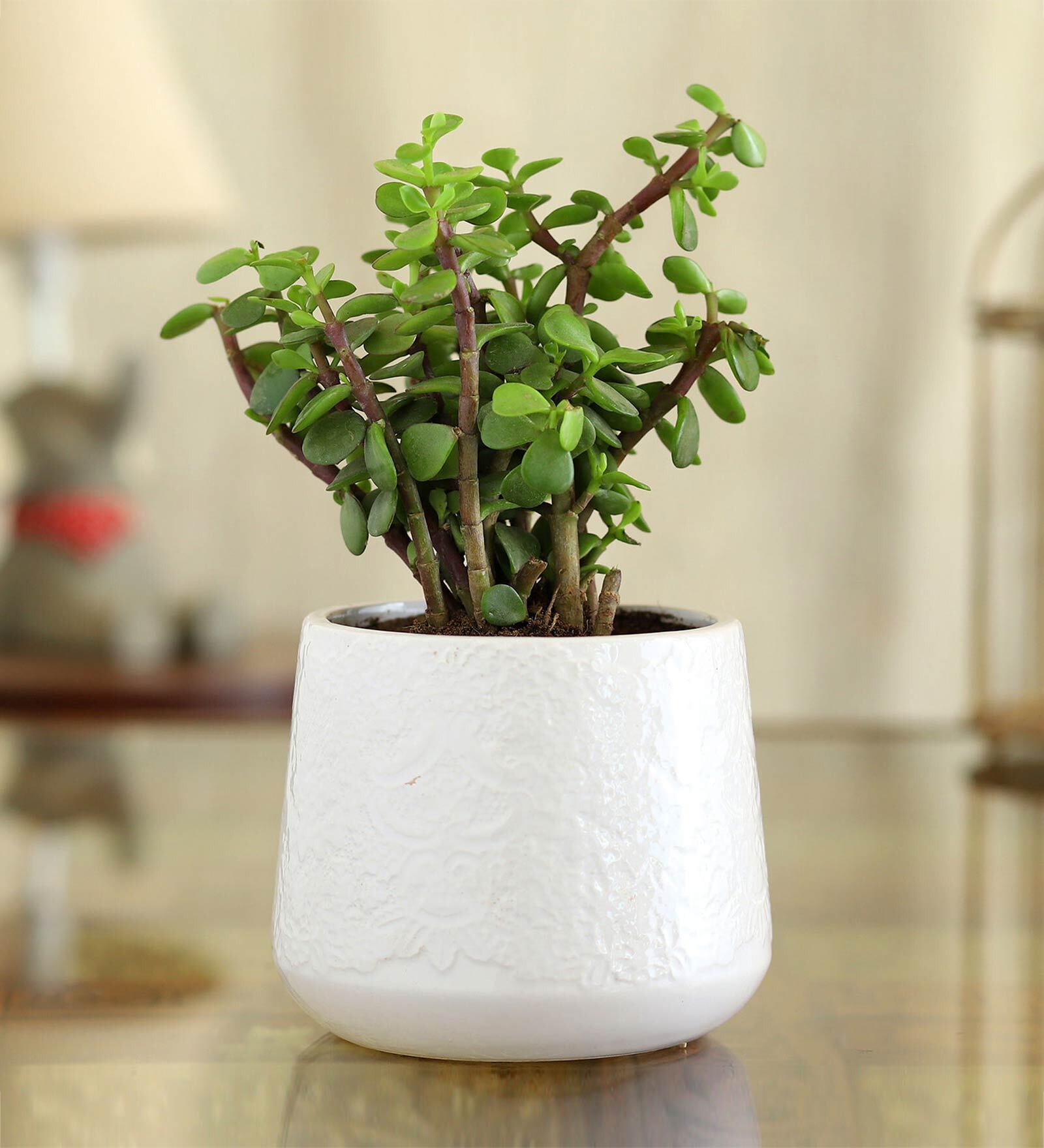 Buy Jade Naturalwith Pot Natural Plant at 44% OFF by Ferns N Petals ...