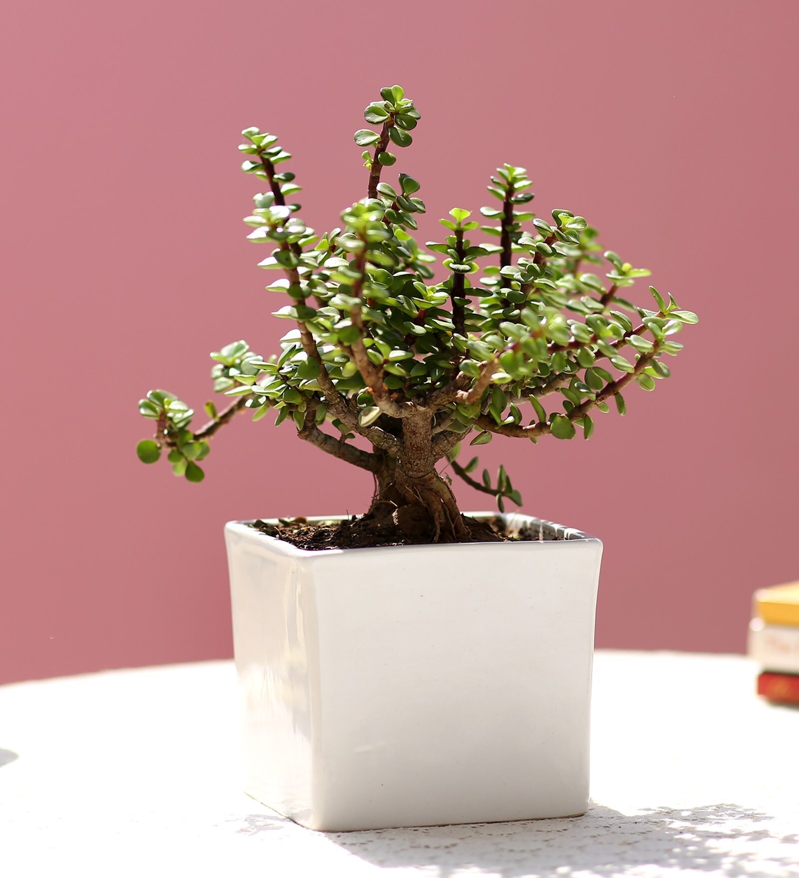 Jade Plant In White Ceramic Pot