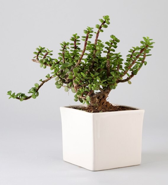 Buy Jade Plant In White Ceramic Pot by Ferns N Petals Online Natural
