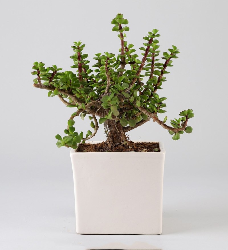 Buy Jade Plant In White Ceramic Pot by Ferns N Petals Online Natural