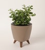Jade Mini Plant With Lagos Mocca Plastic Pot