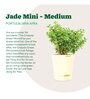 Jade Mini