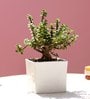 Jade Plant In White Ceramic Pot